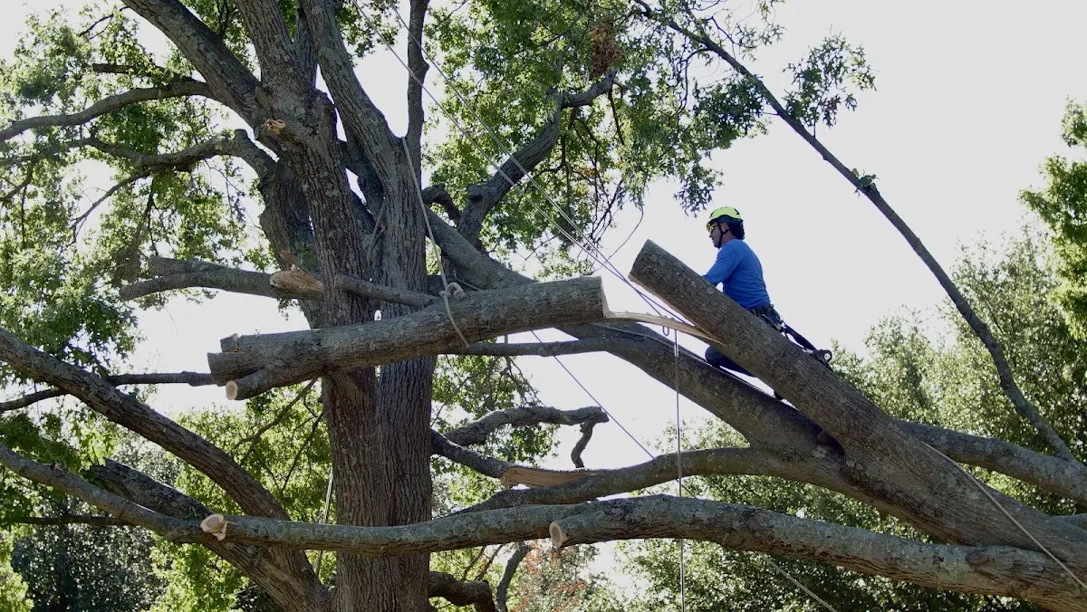 Professional Crown Thinning performed by certified arborists in Johnstown