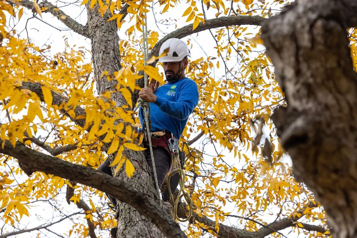 Skilled Storm Damage Cleanup crew working in Johnstown