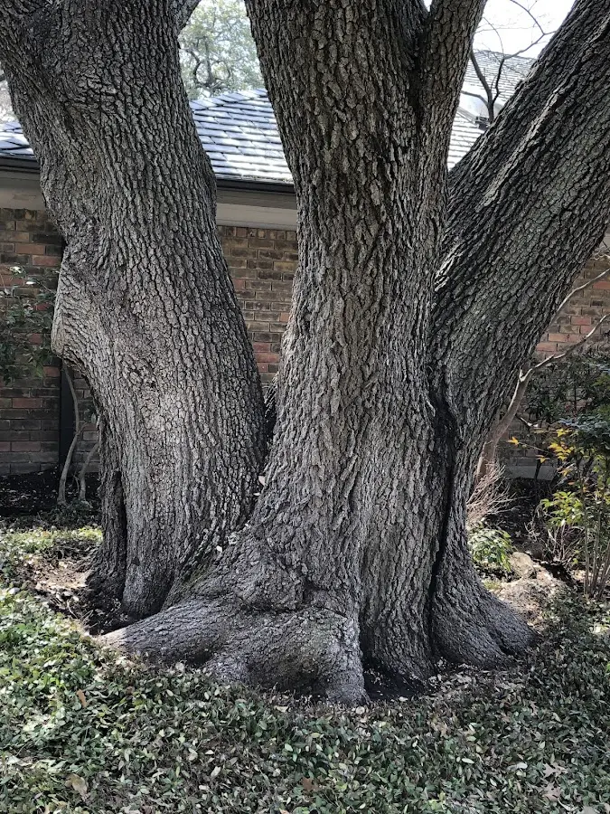 Mature heritage tree close to a Johnstown property cared for by certified arborists